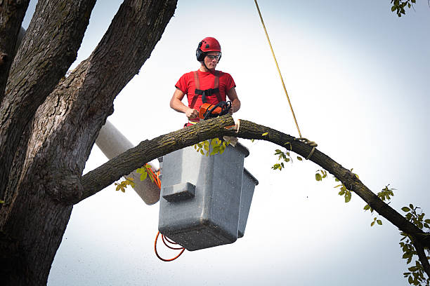 How Our Tree Care Process Works  in  Oakdale, MN